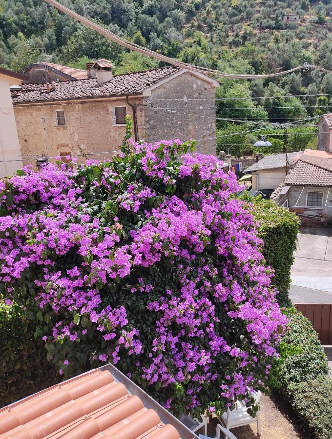 La Bouganville E Il Gelsomino Pietrasanta Eksteriør bilde